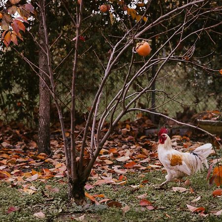 Locanda Acetaia Malagoli Daniele Castelfranco Emilia Εξωτερικό φωτογραφία